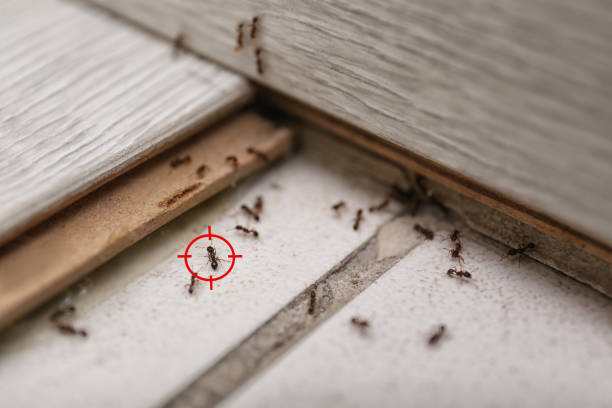 Best Best Pest Control Companies  in New Market, VA