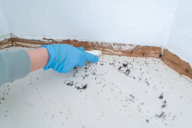 Best Affordable Pest Control Services  in New Market, VA