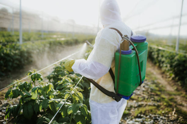 Best Wasp Removal Services  in New Market, VA